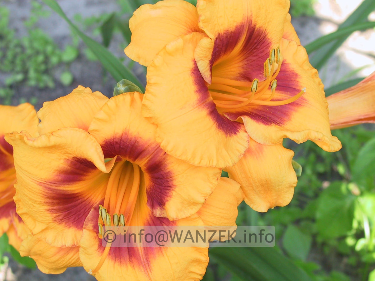 Hemerocallis Fooled Me 1.JPG
